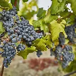 Konukevi Vinifera Vineyards 4*