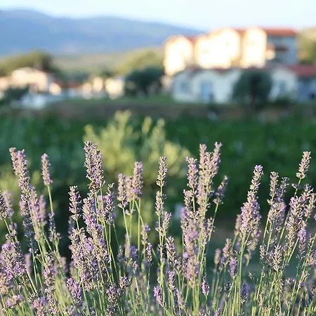 Konukevi Vinifera Vineyards Selçuk