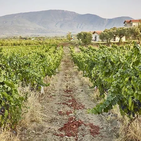 Vinifera Vineyards Konukevi
