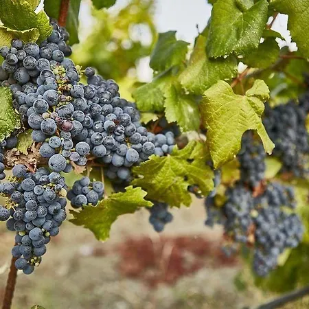 Maison d'hôtes Vinifera Vineyards 4*